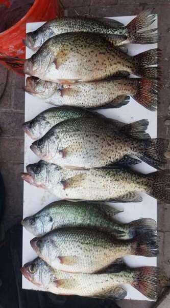 Attached picture lewisville crappie.jpg